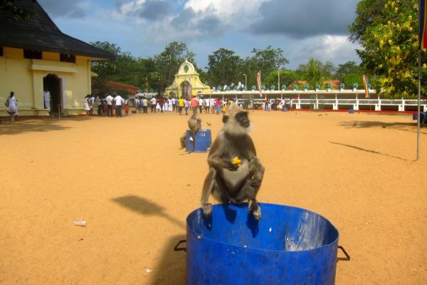 Kataragama Tempel