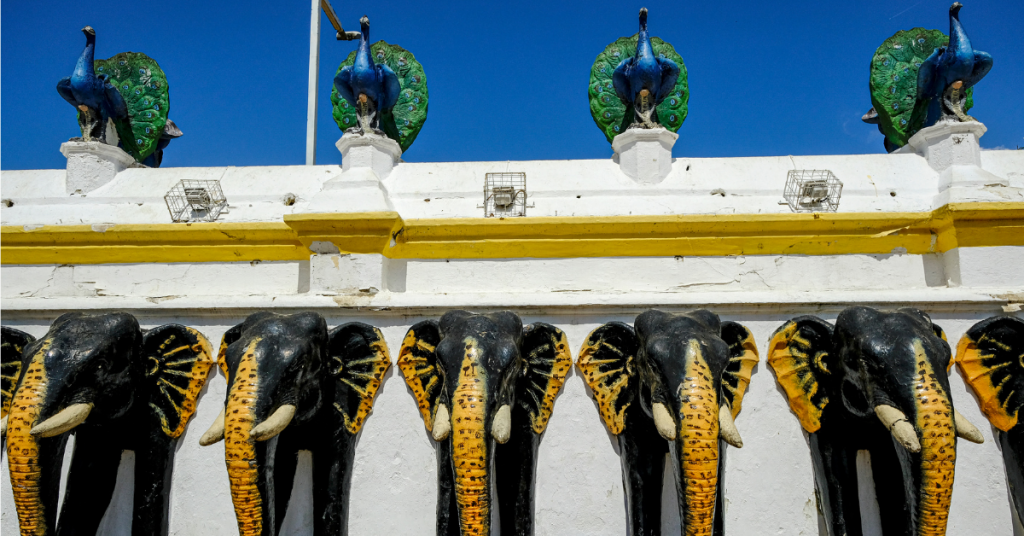 Kataragama helig påfugler