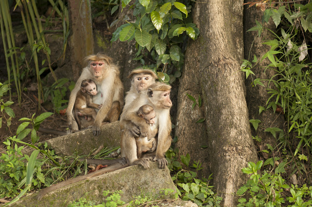 Sri Lankas unike dyreliv