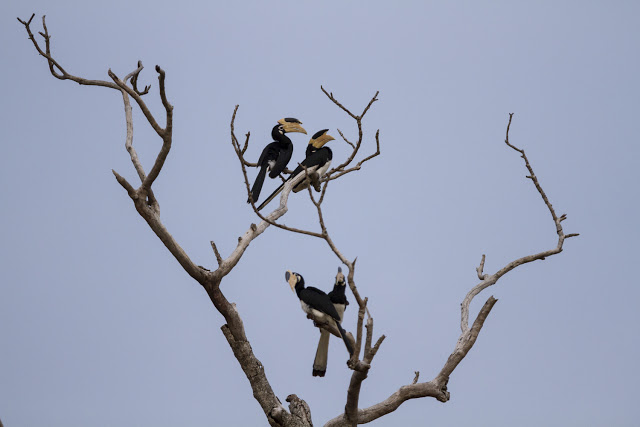 hornbill Dyreliv på Sri Lanka