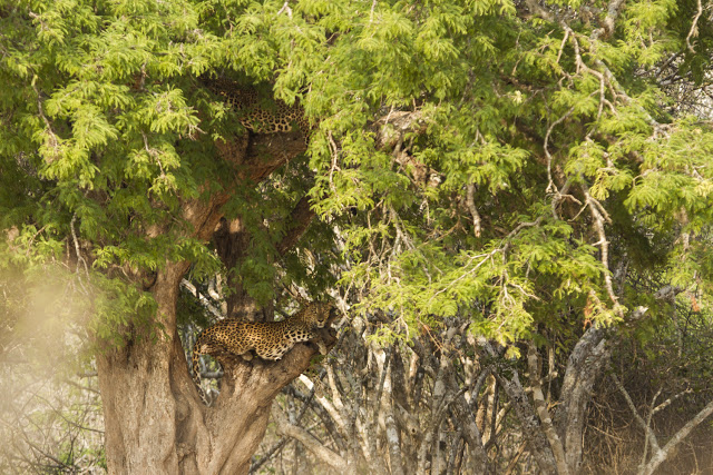 leopard i tre Sri Lanka