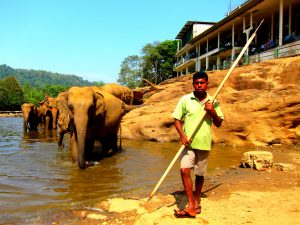 Pinnawala elefant barnehjem Sri Lanka