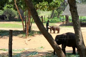 Elephant Transit Home