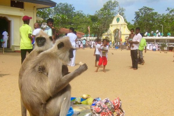 Kataragama Tempel Sri Lanka