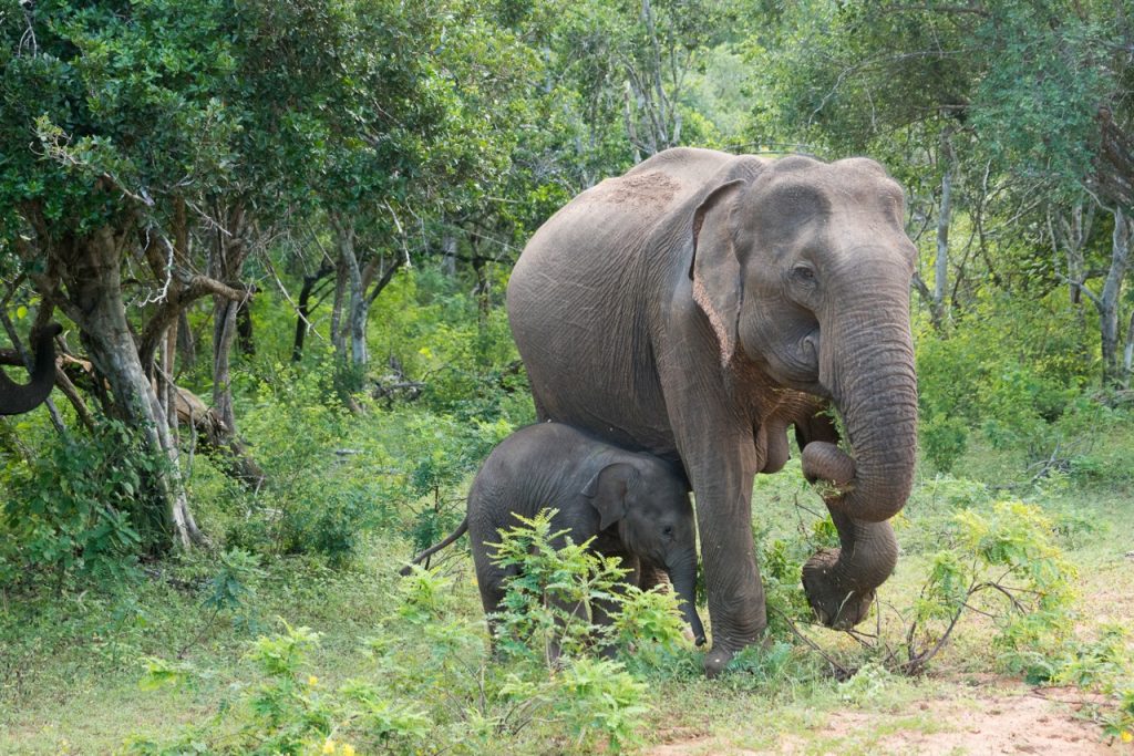 Elefanter på Safari Sri Lankak