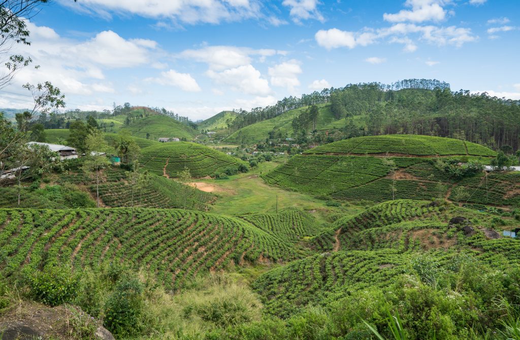 Tog i høylandet Sri Lanka