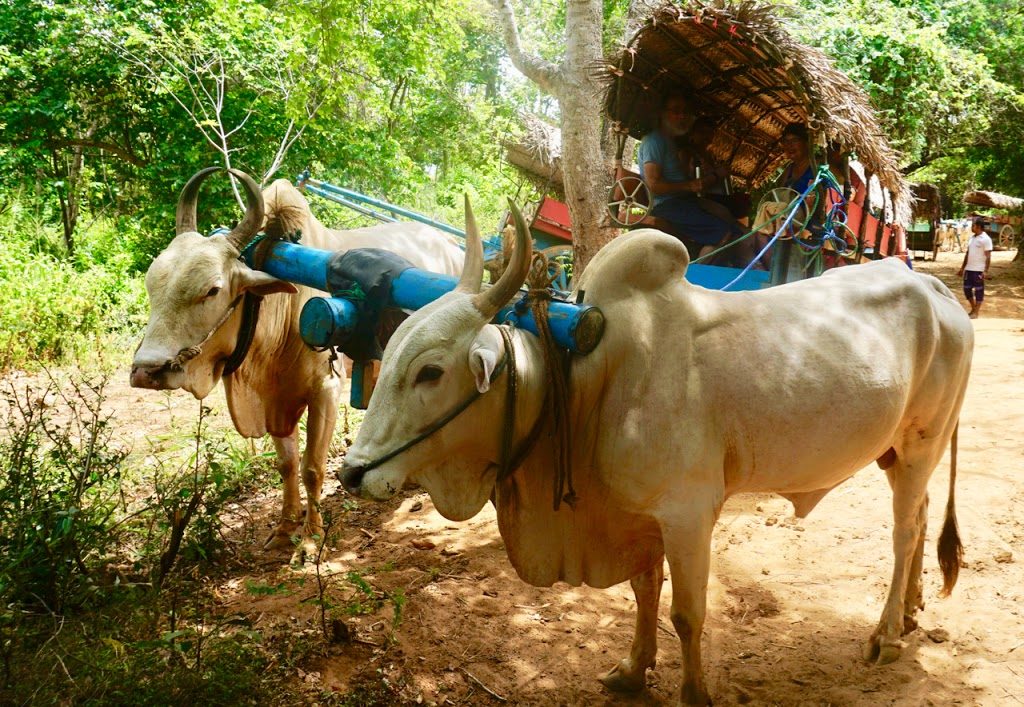 landsby Dambulla oksekjerre landsbyutflukt