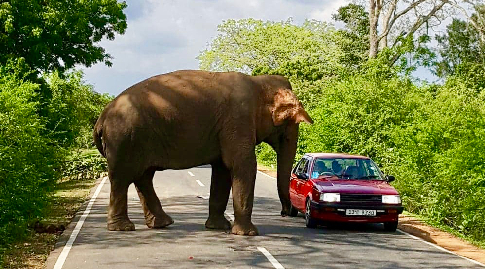 Elefant veien Bil Sri Lanka