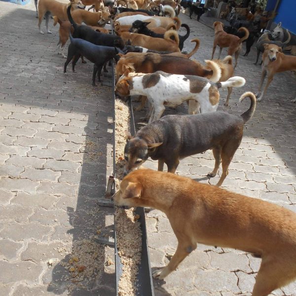 Marie redder gatehunder på Sri Lanka ANIMAL SOS