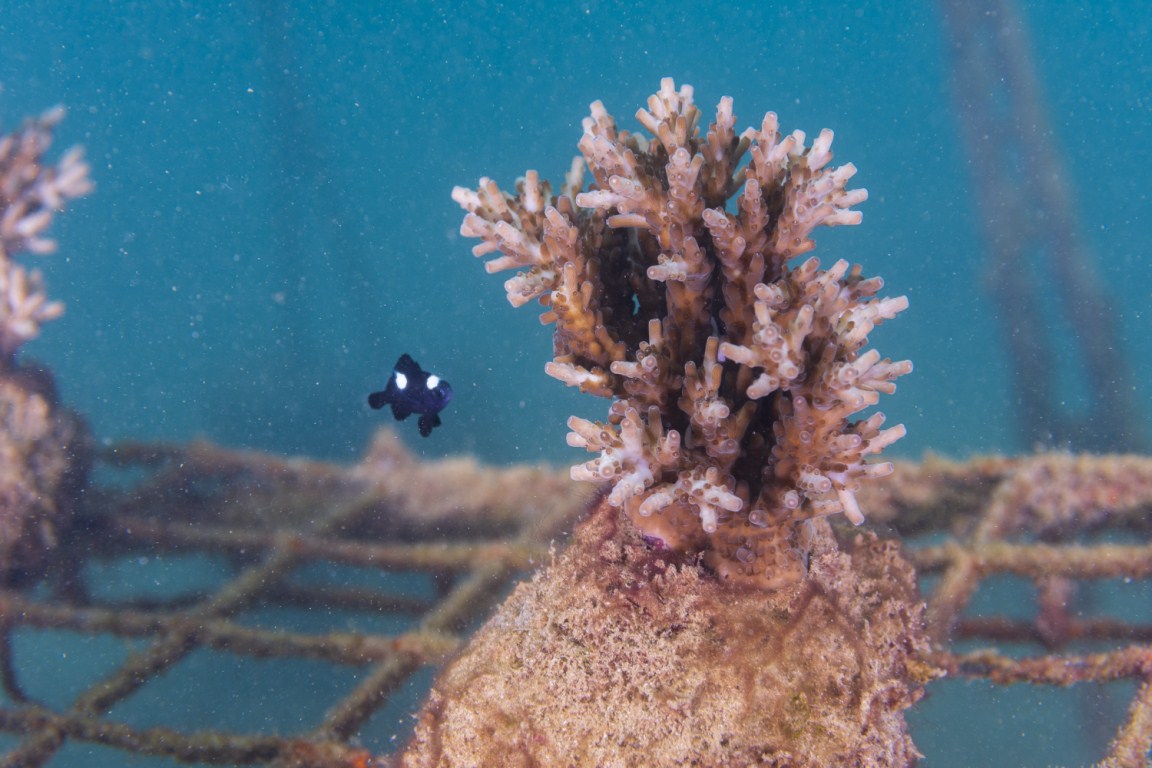 dive for good plante korall Hikkaduwa