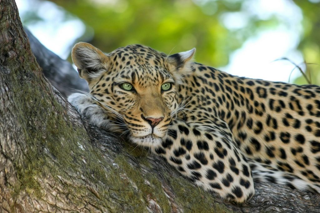 leopard safari yala nasjonalpark