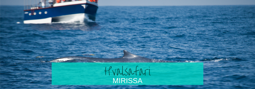 Hvalsafari Mirissa