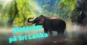 Elefanter Sri Lanka