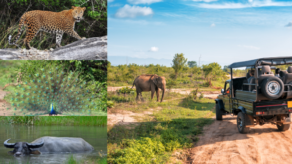 Yala safari rundreise Sri Lanka