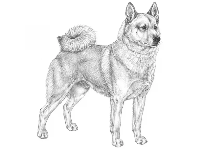 Ritning Buhund