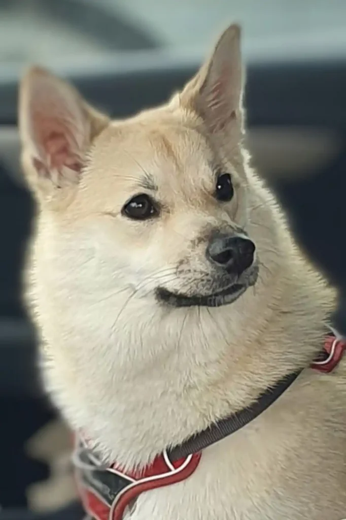 Buhund