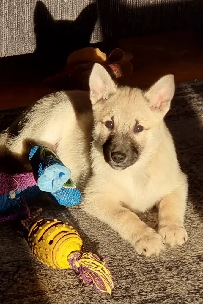 Buhund