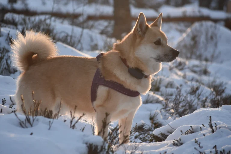 Buhund Sixten