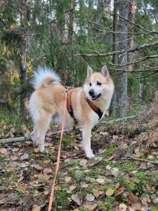 Honningsrosas Ozzy Hjerteknuser