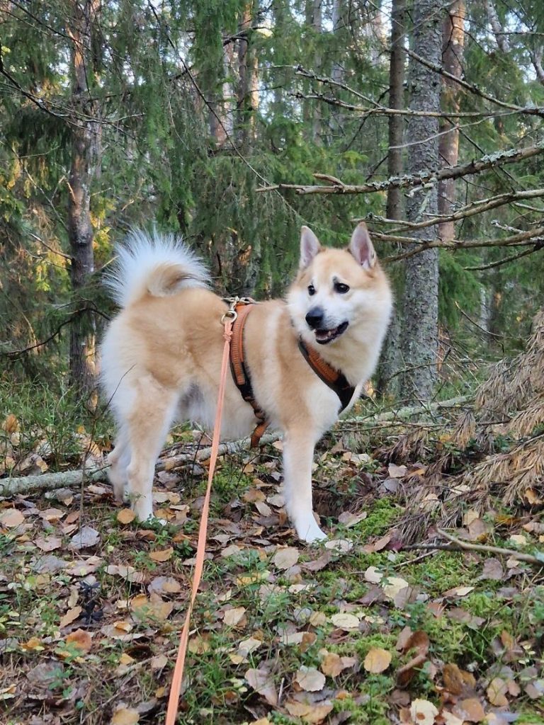 Honningsrosas Ozzy Hjerteknuser