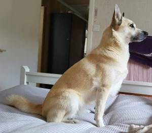 Linus