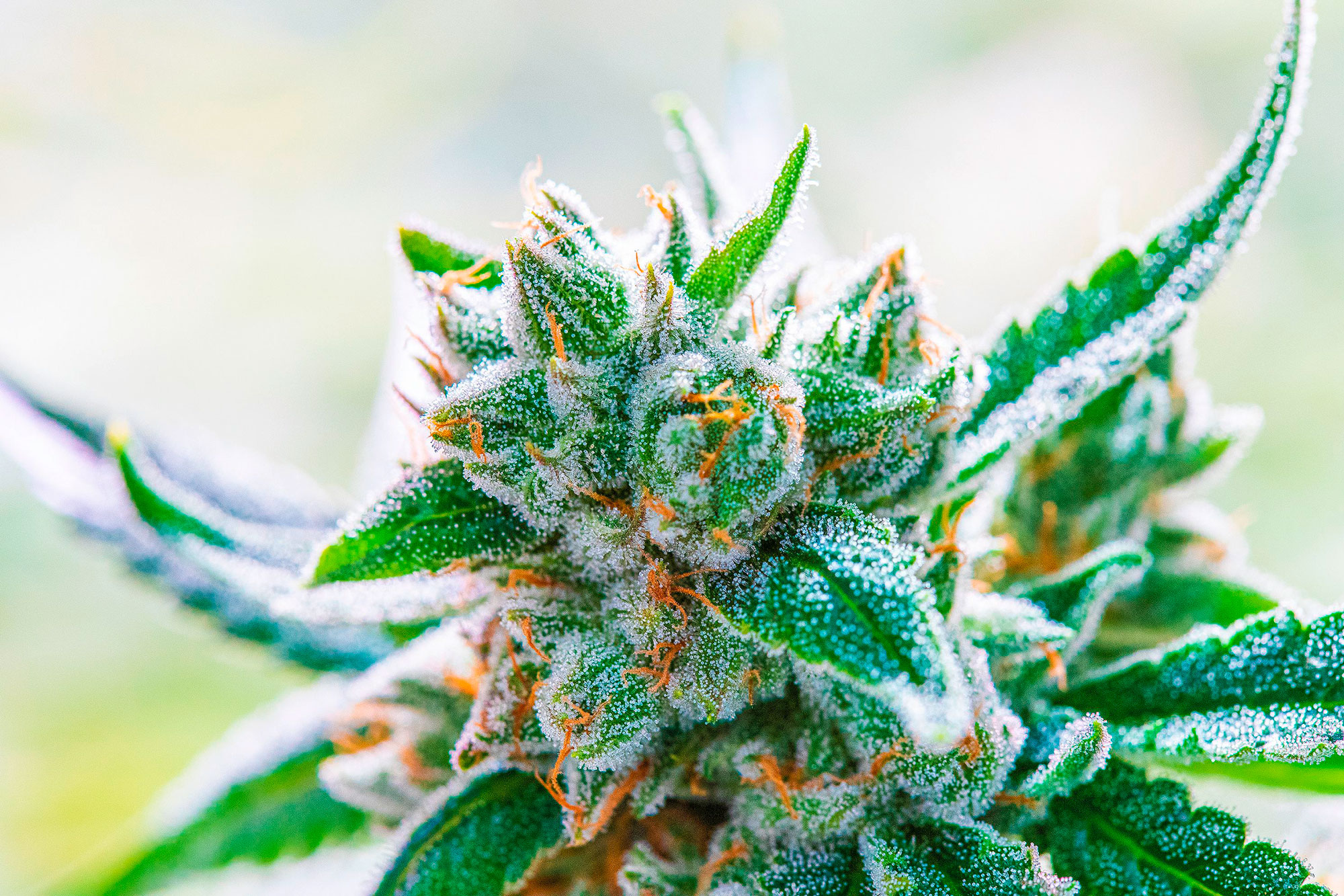 closeup-shot-of-vibrant-and-fresh-cannabis-leaves-2023-11-27-05-04-36-utc