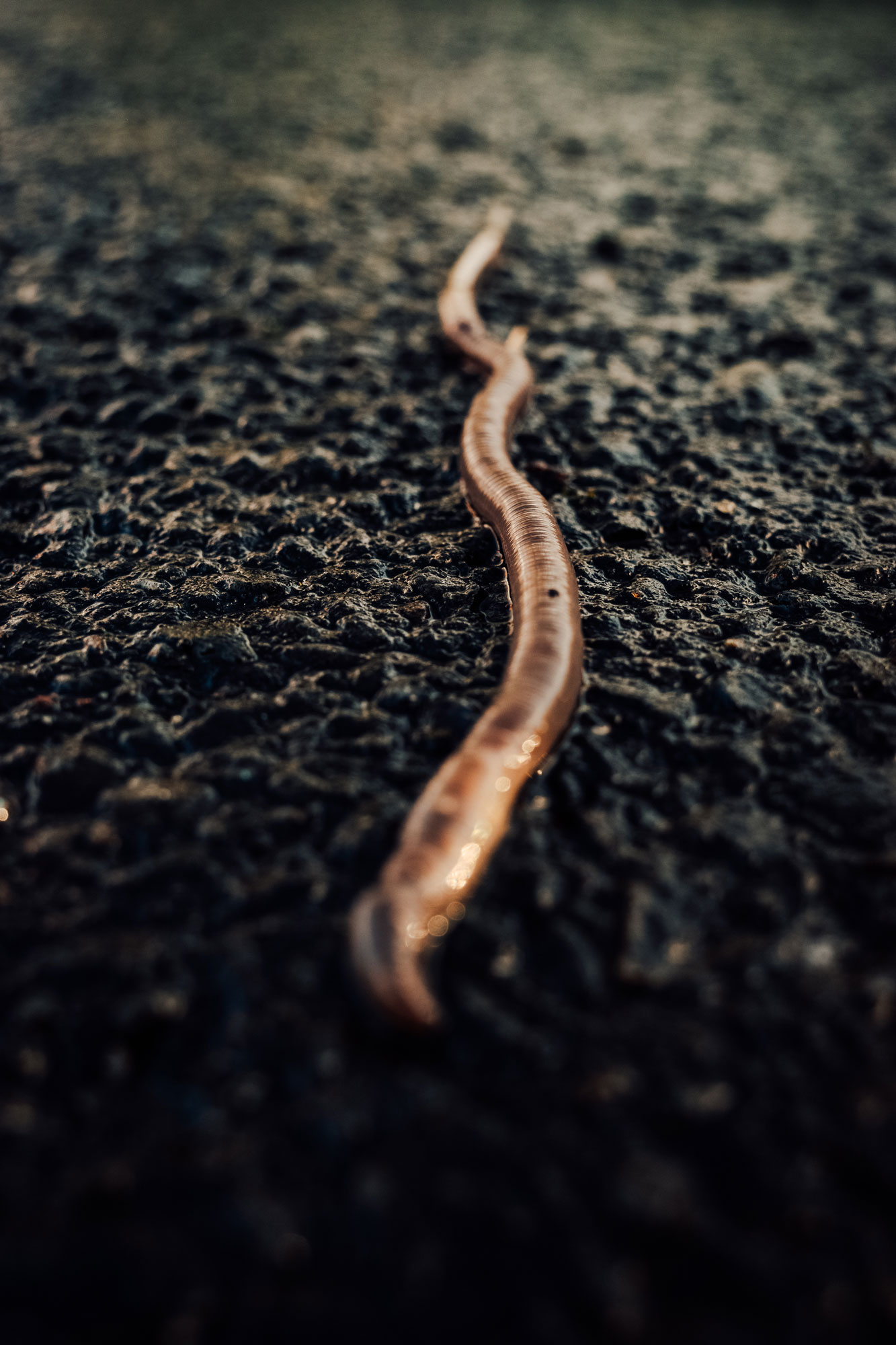 wurm