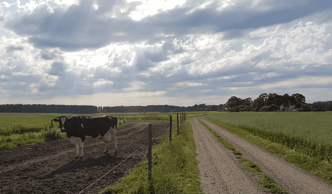 NVC-trip-updates-from-the-road-Sweden-cow