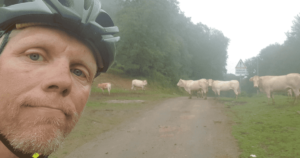 cows-on-the-road-NVC-trip