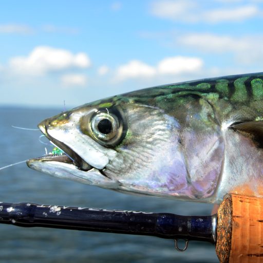 Read more about the article OSF stopper Makrelfestival