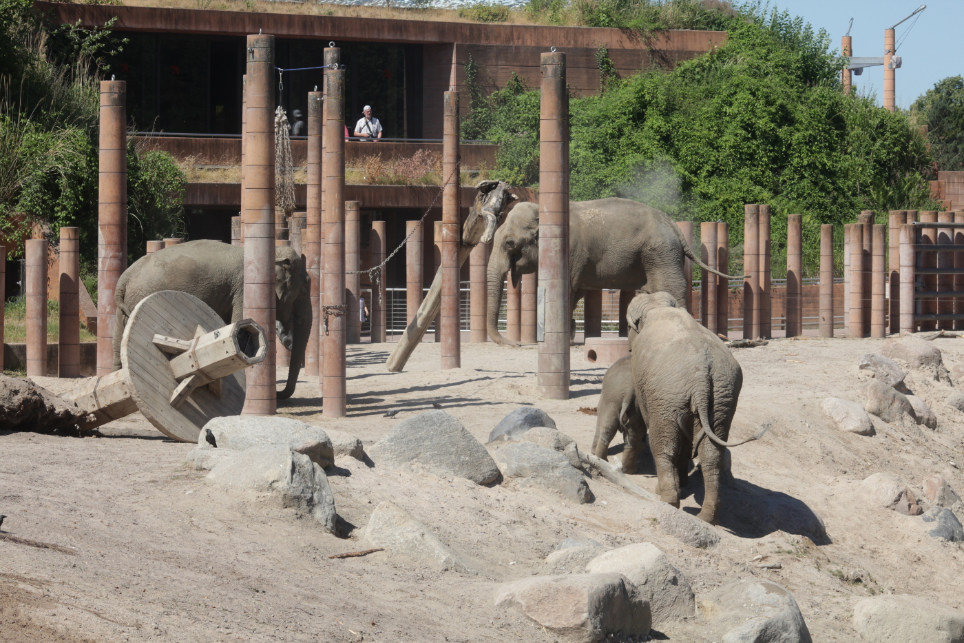 Elefanter i Zoo. Foto: Rolf Larsen.