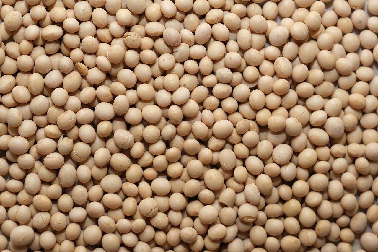 Soy Bean Vegan Healthy Soy Bean