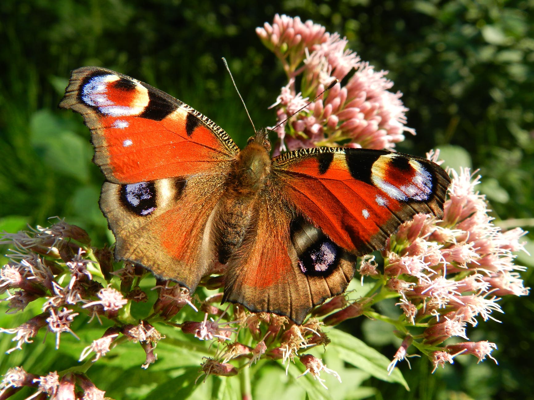 red flowers butterfly wings