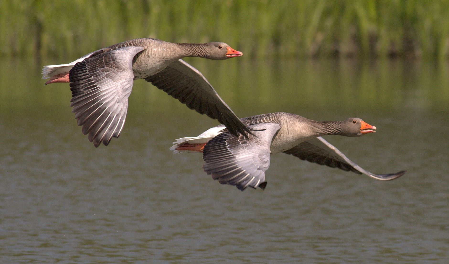 two birds flying