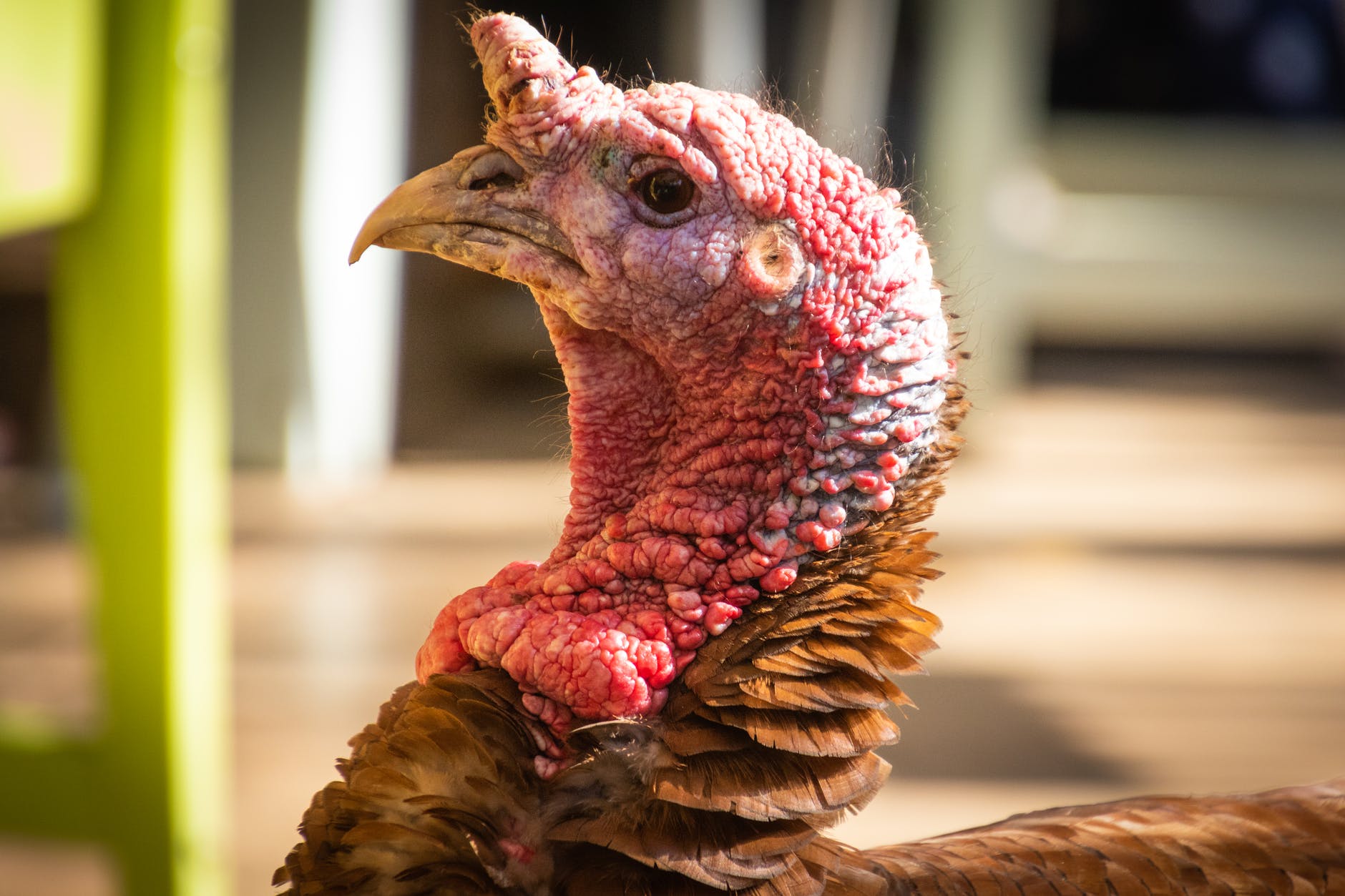 selective focus photo of red turkey head