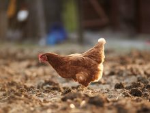 food bird countryside agriculture