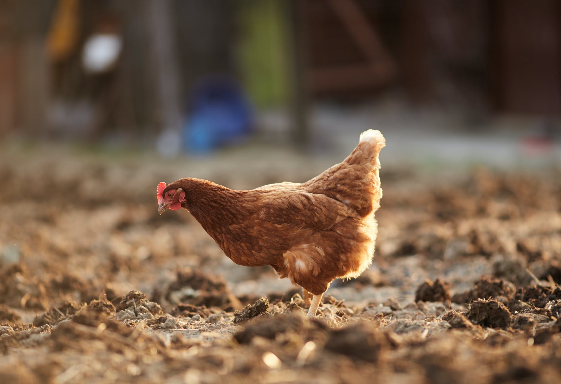 food bird countryside agriculture