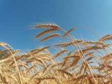 bread field sun dry