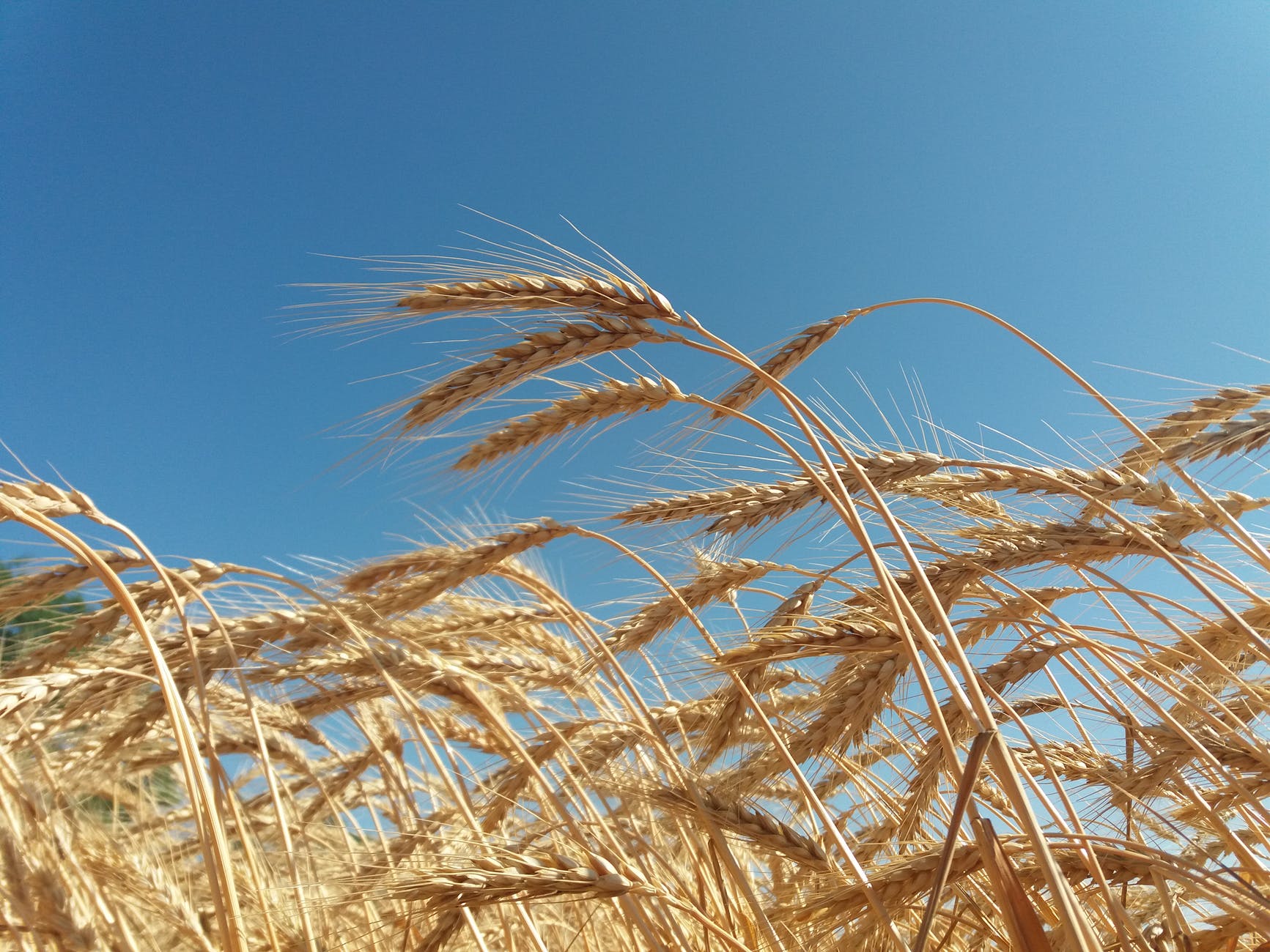 bread field sun dry