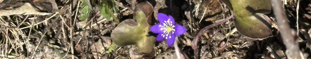 NYHETER och AKTUELLT   – från Jansjö med utmarker