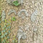 Diebelfroesche_Baumgesichter_15_05_2021 (17)
