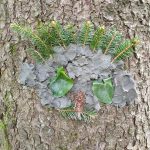 Diebelfroesche_Baumgesichter_15_05_2021 (35)