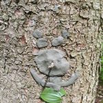 Diebelfroesche_Baumgesichter_15_05_2021 (37)