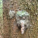Diebelfroesche_Baumgesichter_15_05_2021 (62)