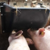 Plastic hay rack in use for sows