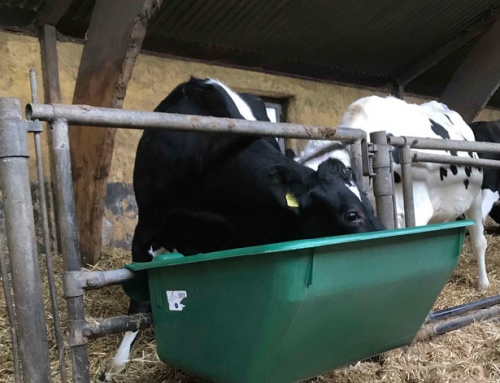 XL Feeder no. 1800 for pregnant cows