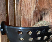 Horse consuming hay from feeder