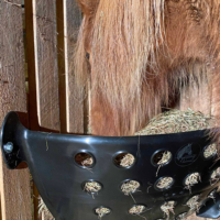 Horse consuming hay from feeder
