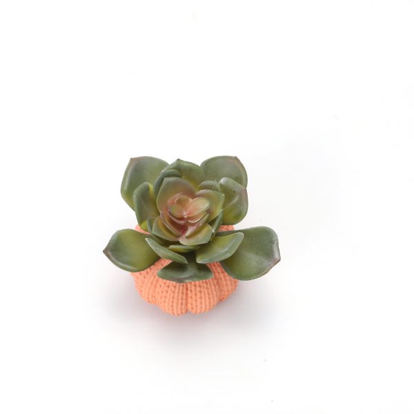 Echeveria Succulent in Faux Orchin Pot