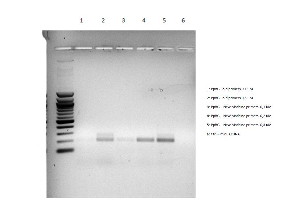 DNA Oligo Synthesizer - QC of the primers by PCR